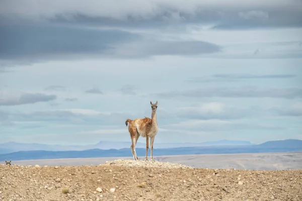 Lonely Guanaco Countryside Argentina — ストック写真