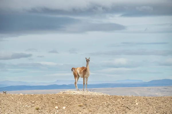 Lonely Guanaco Countryside Argentina — Fotografia de Stock