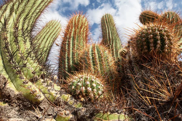 Detail Shot Cool Cactus Hot Desert Argentina — Zdjęcie stockowe