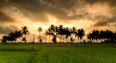 Bali Endonezya 'daki çeltik tarlasında gün batımı