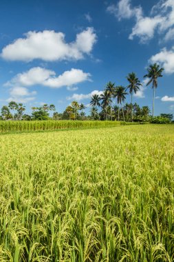 Endonezya, Bali 'deki yeşil çeltik tarlaları