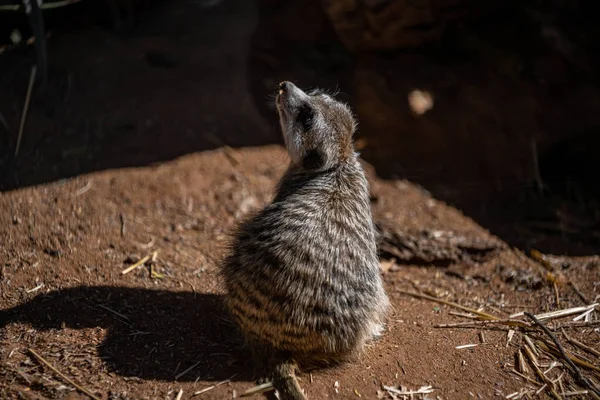 Ένα Σαρκοβόρο Θηλαστικό Περιδιαβαίνει Τον Ζωολογικό Κήπο Της Ερήμου — Φωτογραφία Αρχείου