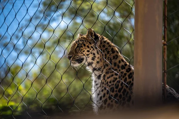 Büyük Bıyıklı Bir Kedi Yaşayan Çöl Hayvanat Bahçesinde Rahatlamış Görünüyor — Stok fotoğraf