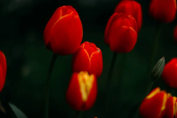 Çiçek Arkaplan Kırmızı Laleler Yakın Plan — Stok fotoğraf