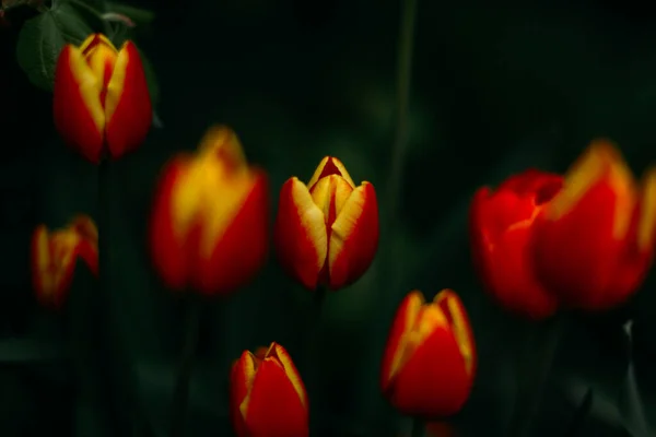 Floral Φόντο Κόκκινες Τουλίπες Γκρο Πλαν — Φωτογραφία Αρχείου
