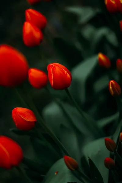 Floral Φόντο Κόκκινες Τουλίπες Γκρο Πλαν — Φωτογραφία Αρχείου