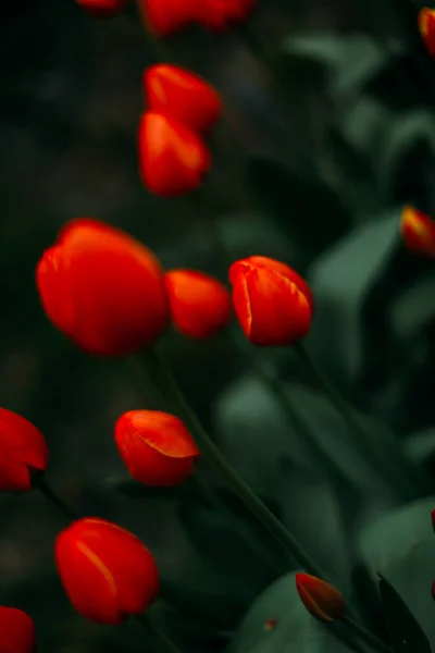 Floral Φόντο Κόκκινες Τουλίπες Γκρο Πλαν — Φωτογραφία Αρχείου
