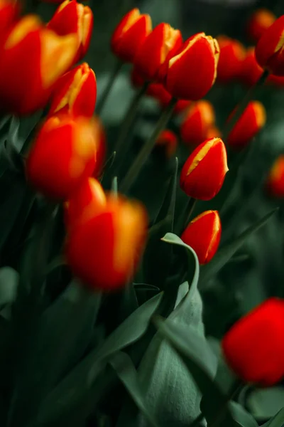 Çiçek Arkaplan Kırmızı Laleler Yakın Plan — Stok fotoğraf