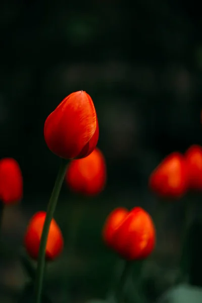 Fondo Floral Tulipanes Rojos Cerca —  Fotos de Stock