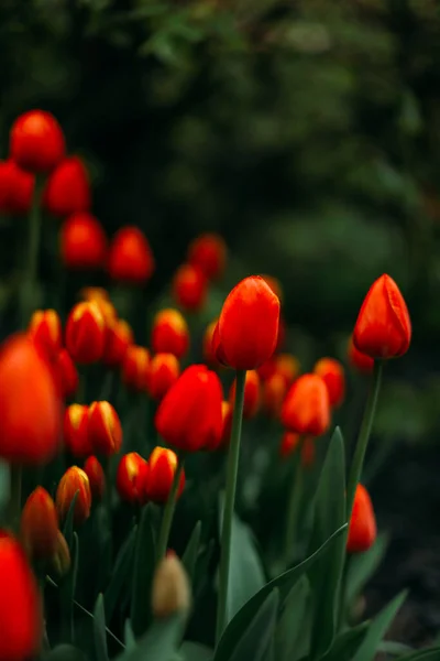 Цветочный Фон Красный Тюльпан Крупным Планом — стоковое фото