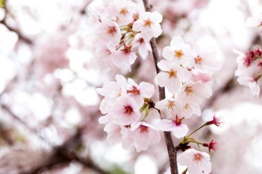 Sakura çiçekleri çiçek açıyor.