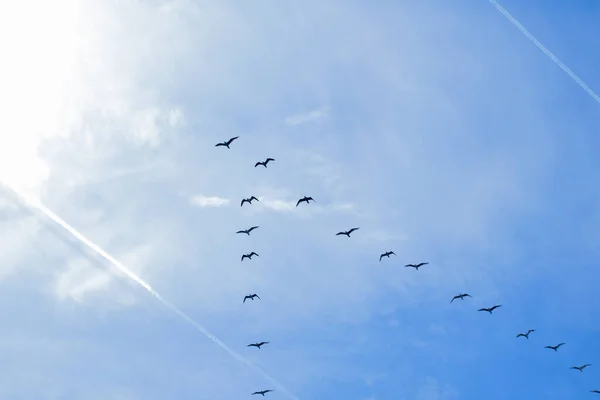 Bandada Gaviotas Vuelo Ordenado — Foto de Stock