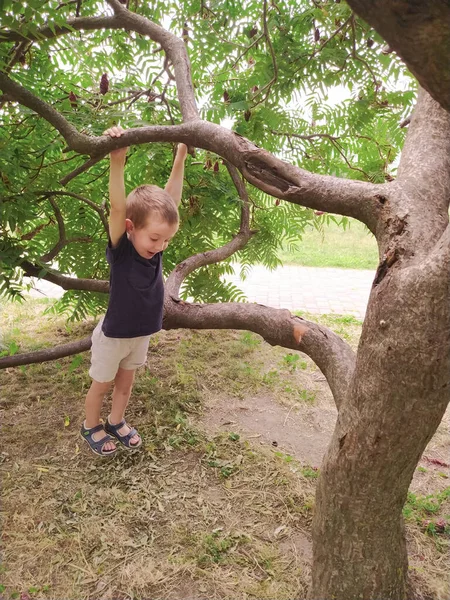 Μικρό Αγόρι Κρέμεται Ένα Κλαδί Δέντρου Έξω — Φωτογραφία Αρχείου