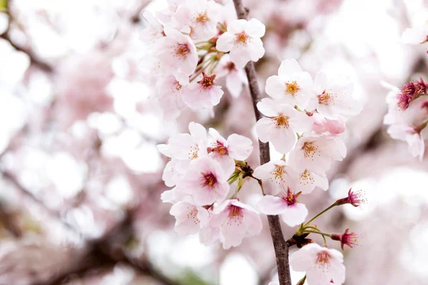 Λουλούδια Sakura Ανθίζουν Στο Srping — Φωτογραφία Αρχείου