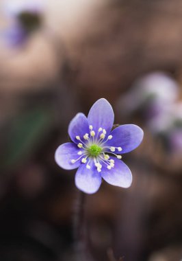 Bahar günü ormanda açan küçük mor yabani çiçeğe yakın..