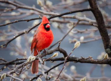 Close up of bright red cardinal bird sitting on tree branch in spring. clipart