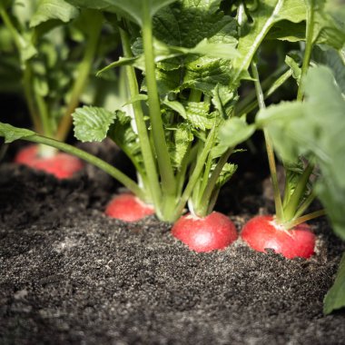 Hasat zamanı tarlada turp.