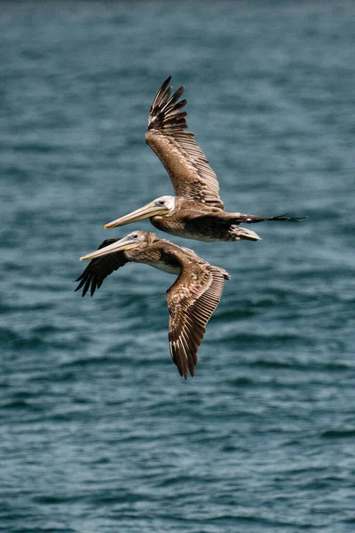 Огляду Два Бурих Пелікани Пролітають Над Тихим Океаном — стокове фото