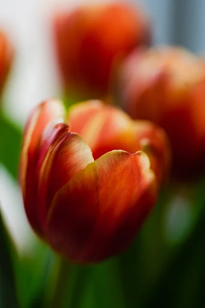 Çiçek Açmış Turuncu Bir Lale Çiçeğinin Yapraklarını Kapat — Stok fotoğraf