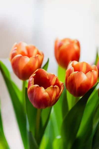 Schöner Strauß Orangefarbener Tulpenblumen Blüht Drinnen — Stockfoto