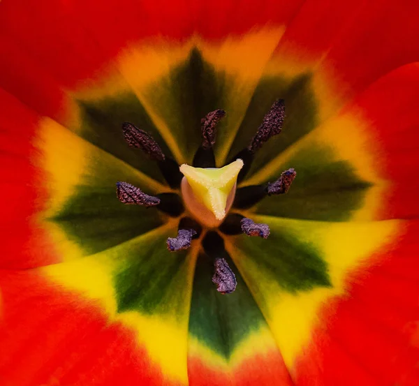 Κοντινό Πλάνο Από Φωτεινό Πολύχρωμο Κέντρο Ενός Λουλουδιού Τουλίπας — Φωτογραφία Αρχείου