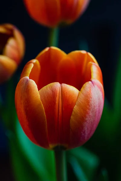 Κοντινό Πλάνο Από Πέταλα Ένα Λουλούδι Πορτοκαλιάς Τουλίπας Άνθιση — Φωτογραφία Αρχείου