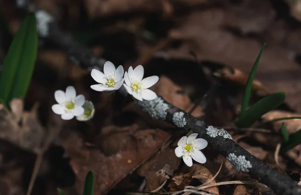 Κοντινό Πλάνο Μικροσκοπικών Μοβ Άγριων Λουλουδιών Που Ανθίζουν Στο Δάσος — Φωτογραφία Αρχείου