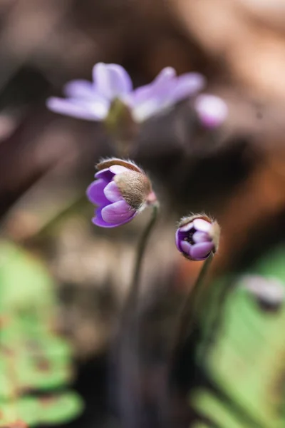 Close Tiny Purple Wild Flowers Blooming Woods Spring Day — Stock Photo, Image