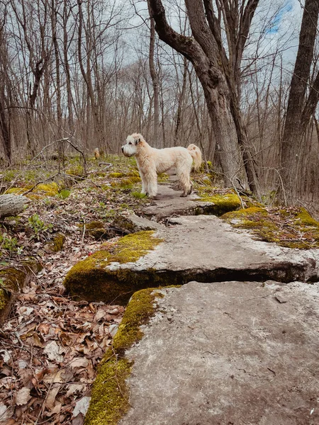 Wheaten terrier dog on rocky path in the woods on a spring day.