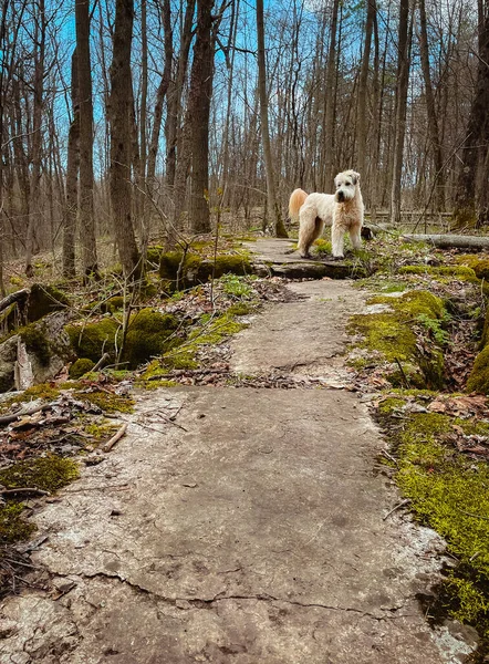 Wheaten terrier dog on rocky path in the woods on a spring day.