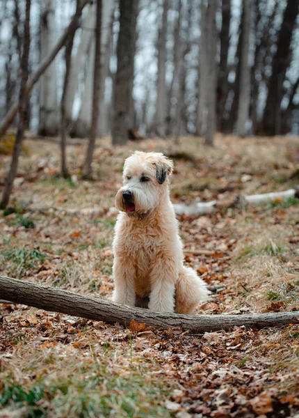 Wheaten Terrier Perro Sentado Camino Bosque Día Primavera — Foto de Stock