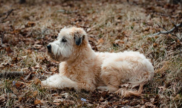 Close up of wheaten terrier dog laying on the grass in the sun.