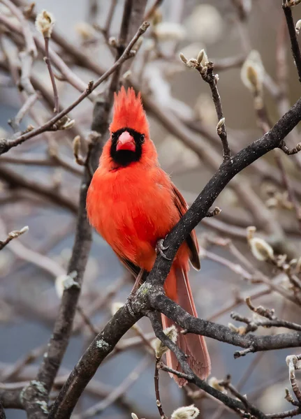 Close up of bright red cardinal bird sitting on tree branch in spring.