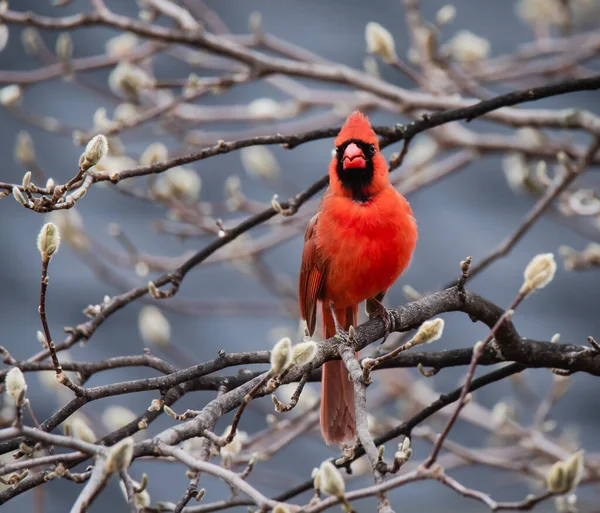 Close up of bright red cardinal bird singing on tree branch in spring.