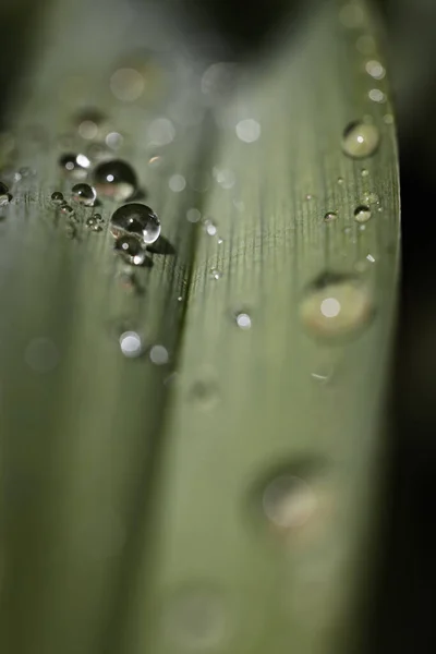 Dark Green Plant Leaf Dew Drops — Foto Stock