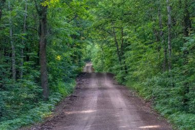 Koruma parkının izini sürerken manzaralı orman manzarası