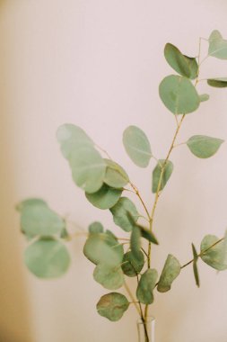 Tarafsız arkaplan üzerine okaliptüs dalı, yumuşak odak arkaplanı