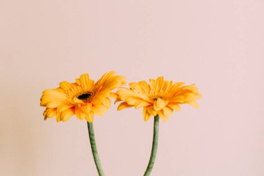 Sarı gerbera çiçekleri beyaz arka planda toplanır