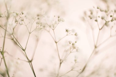 Kurumuş çingene çiçeklerinin makro fotoğrafçılığı, sanat odakları