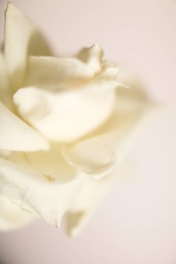 Çiçekli makro arka plan, büyük beyaz gül.