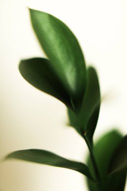 Yeşil yaprakların makro fotoğrafları, yumuşak odak arkaplanı