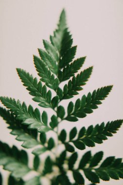 Yeşil eğrelti otu dalı, makro ateş ve bulanıklık