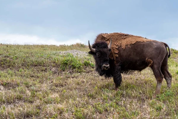 Buffalo Roaming Torno Pasto Verde Parque Preservação — Fotografia de Stock