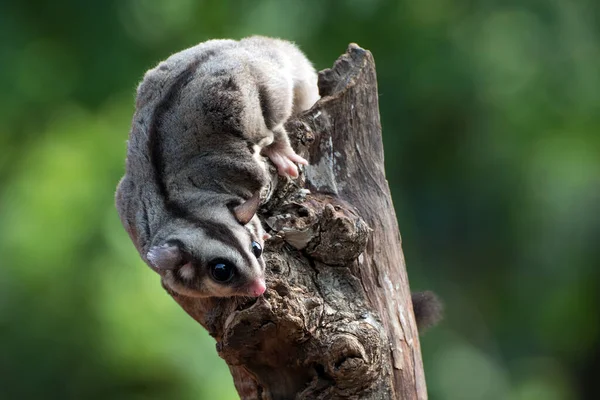 Sugar gliders are palm-size possums
