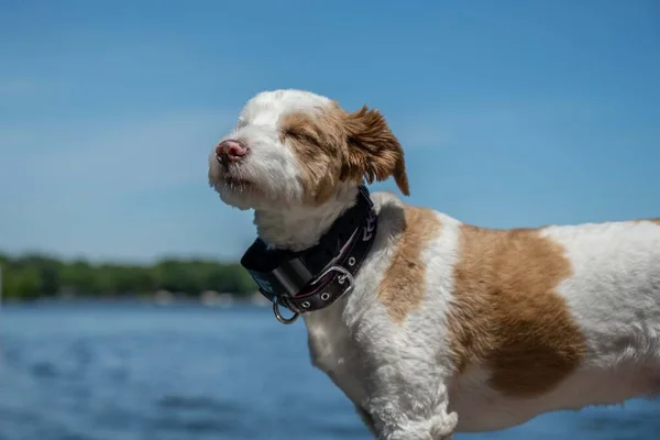 A white and brown spotted small hunting dog on top of a boat