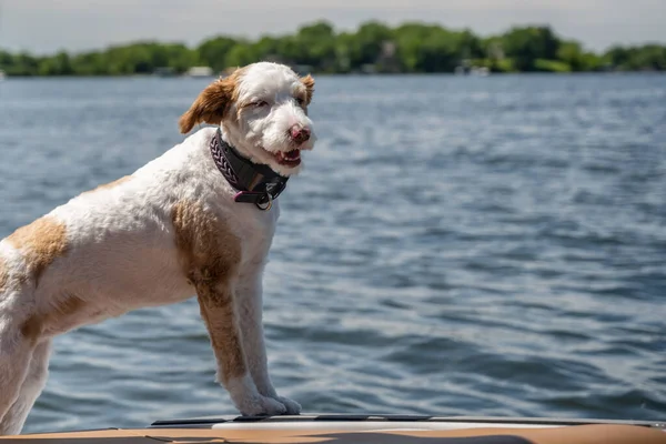 A white and brown spotted small hunting dog on top of a boat