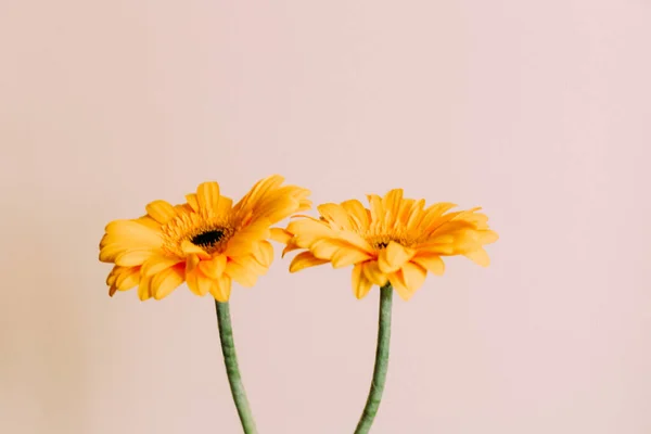 Ramo Flores Gerberas Amarillas Sobre Fondo Blanco — Foto de Stock