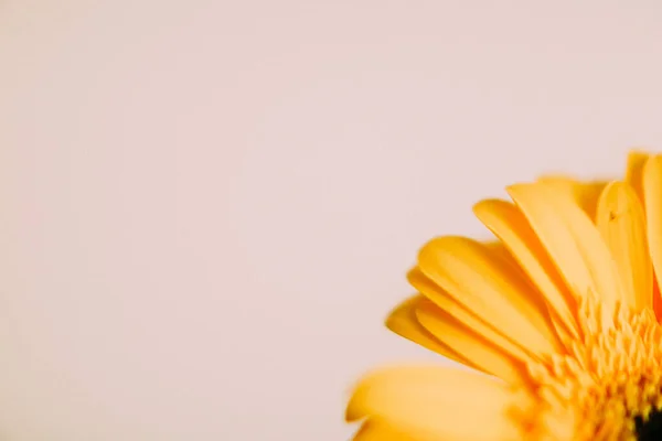Κίτρινα Άνθη Ζέρμπερας Λευκό Φόντο — Φωτογραφία Αρχείου