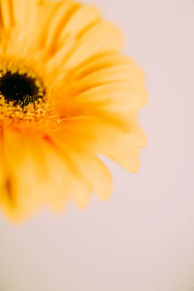 Ramo Flores Gerberas Amarillas Sobre Fondo Blanco —  Fotos de Stock