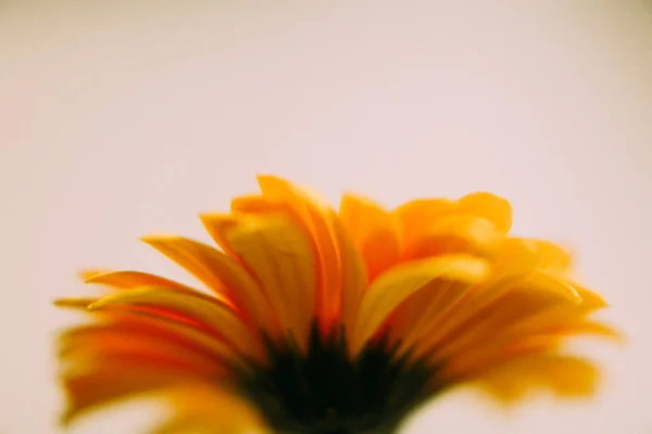 Amarelo Gerbera Flores Cacho Fundo Branco — Fotografia de Stock